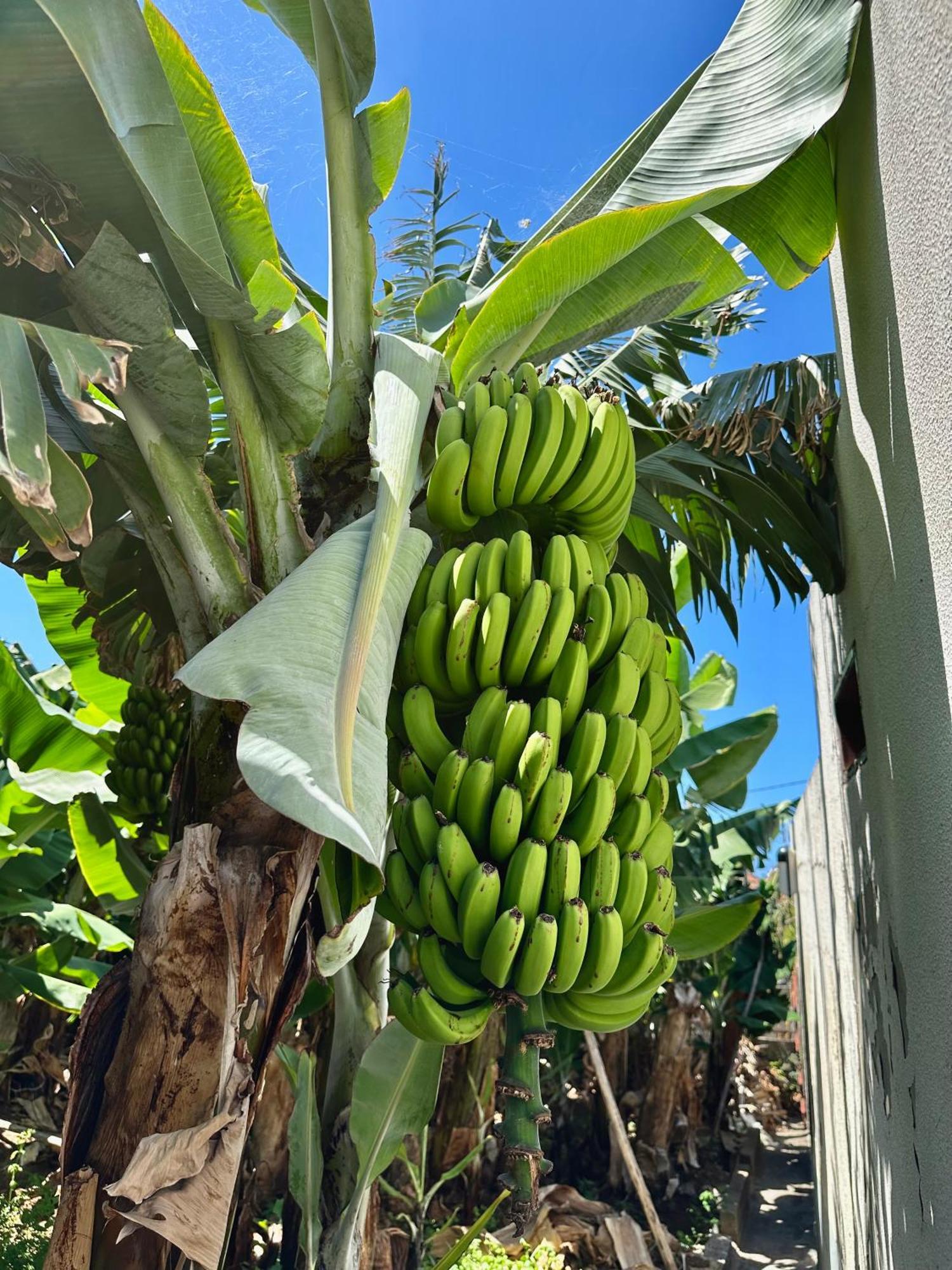 Oasis Suites - Funchal Bagian luar foto